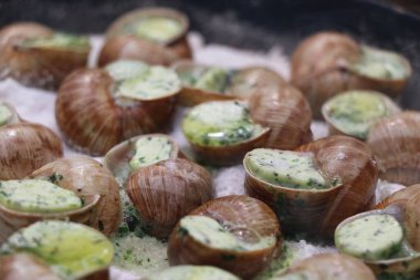 Üzüm salyangozları, akhatina, kırmızı bir tabakta, ham yiyecek, turşuluk ve lezzetli bir Burgundy salyangozu, midye, Fransız mutfağı olarak. Salyangozlar, ormanda açık bir ateşin üzerinde tuzla birlikte tavada kızartılır. görüntüyü kapat