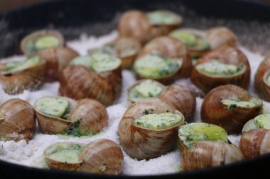 Üzüm salyangozları, akhatina, kırmızı bir tabakta, ham yiyecek, turşuluk ve lezzetli bir Burgundy salyangozu, midye, Fransız mutfağı olarak. Salyangozlar, ormanda açık bir ateşin üzerinde tuzla birlikte tavada kızartılır. görüntüyü kapat