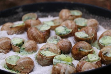 Üzüm salyangozları, akhatina, kırmızı bir tabakta, ham yiyecek, turşuluk ve lezzetli bir Burgundy salyangozu, midye, Fransız mutfağı olarak. Salyangozlar, ormanda açık bir ateşin üzerinde tuzla birlikte tavada kızartılır. görüntüyü kapat