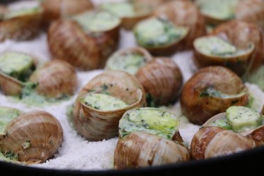 Üzüm salyangozları, akhatina, kırmızı bir tabakta, ham yiyecek, turşuluk ve lezzetli bir Burgundy salyangozu, midye, Fransız mutfağı olarak. Salyangozlar, ormanda açık bir ateşin üzerinde tuzla birlikte tavada kızartılır. görüntüyü kapat