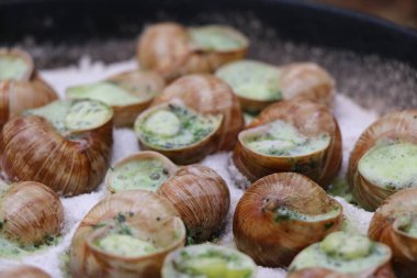 Üzüm salyangozları, akhatina, kırmızı bir tabakta, ham yiyecek, turşuluk ve lezzetli bir Burgundy salyangozu, midye, Fransız mutfağı olarak. Salyangozlar, ormanda açık bir ateşin üzerinde tuzla birlikte tavada kızartılır. görüntüyü kapat