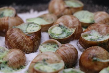 Üzüm salyangozları, akhatina, kırmızı bir tabakta, ham yiyecek, turşuluk ve lezzetli bir Burgundy salyangozu, midye, Fransız mutfağı olarak. Salyangozlar, ormanda açık bir ateşin üzerinde tuzla birlikte tavada kızartılır. görüntüyü kapat