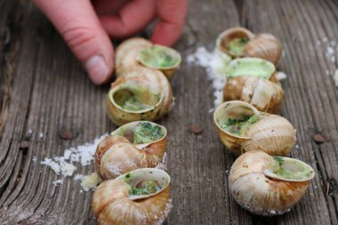 Üzüm salyangozları, akhatina, kırmızı bir tabakta, ham yiyecek, turşuluk ve lezzetli bir Burgundy salyangozu, midye, Fransız mutfağı olarak. Eski ahşap tahtaların arkaplanındaki görüntüyü kapat