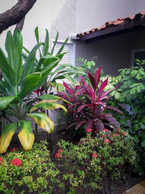 Carneiro sahilindeki büyük ev, Pernambuco, Brezilya.