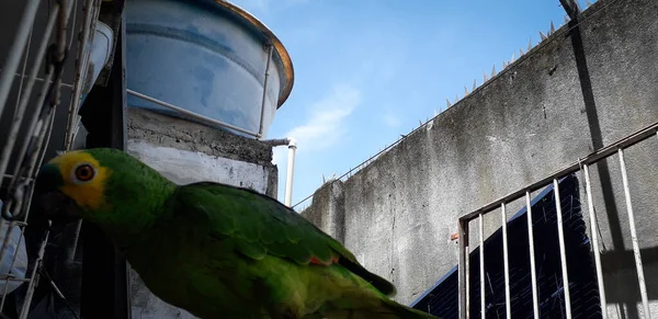 Papoušek z Brazílie v klecích. V Recife je to běžné. Typický brazilský pták. — Stock fotografie