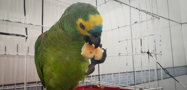 Pappagallo del Brasile in gabbie. A Recife questo è comune. Uccello tipico del Brasile . — Foto Stock