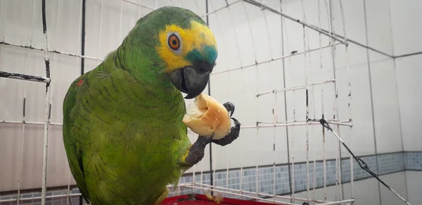 Papagaio do Brasil em gaiolas. Em Recife isso é comum. Aves típicas do Brasil . — Fotografia de Stock