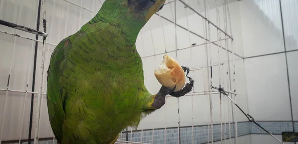 Loro de Brasil en jaulas. En Recife esto es común. Pájaro típico de Brasil . —  Fotos de Stock