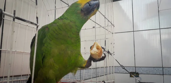 Pappagallo del Brasile in gabbie. A Recife questo è comune. Uccello tipico del Brasile . — Foto Stock