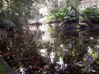 Florest, Brezilya Recife 'deki Botanik Bahçesinde hayvanlar