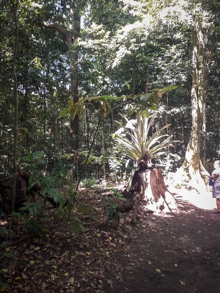 Florest, hewan di Botanic Garden di Recife, Brazil — Stok Foto