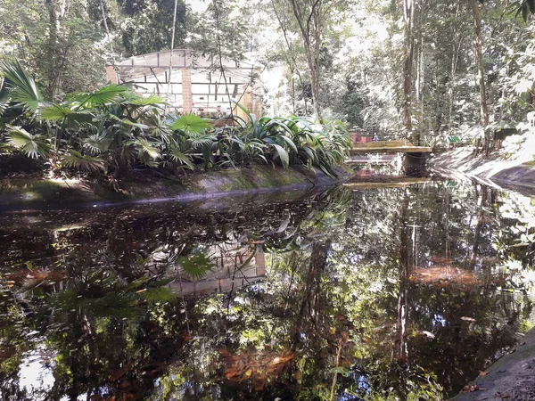 Florest, animaux au Jardin botanique de Recife, Brésil — Photo