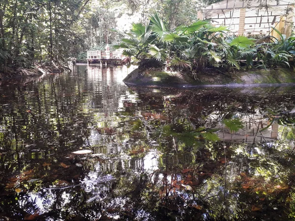 Florest, hewan di Botanic Garden di Recife, Brazil — Stok Foto