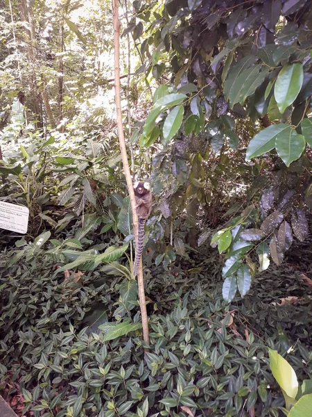 Florest, animals at Botanic Garden in Recife, Brazil