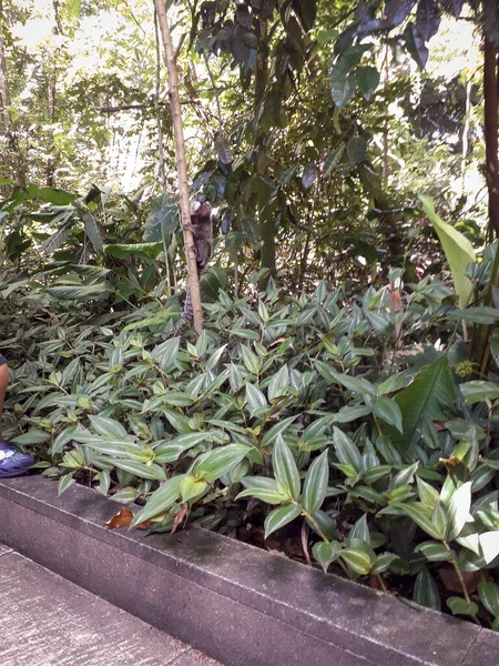 Florest, animaux au Jardin botanique de Recife, Brésil — Photo