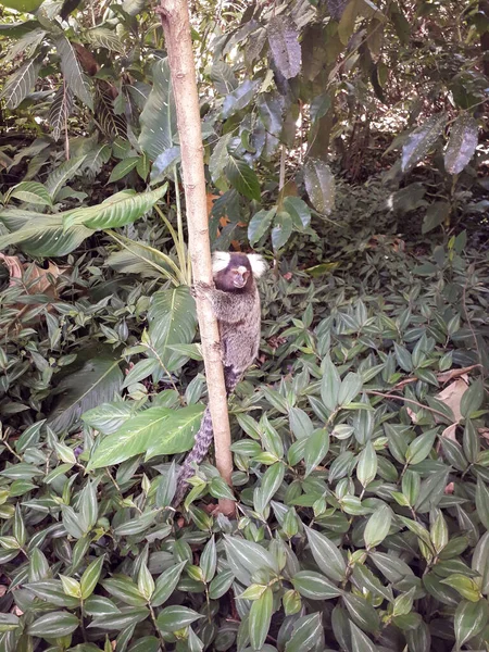 Florest, animals at Botanic Garden in Recife, Brazil