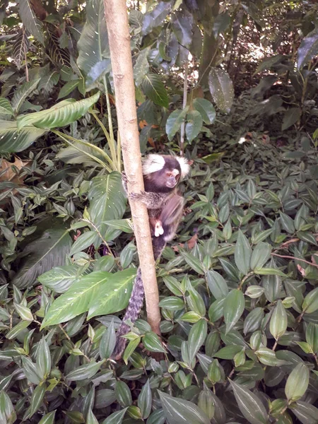 Florest, animals at Botanic Garden in Recife, Brazil