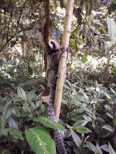 Florest, animali al Giardino Botanico di Recife, Brasile — Foto Stock