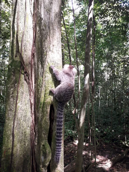 Młoda małpa wisząca na drzewie w ogrodzie botanicznym, Recife, Brazylia — Zdjęcie stockowe
