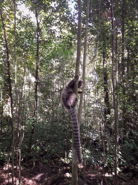 브라질 레시페의 보타 닉 정원에 있는 나무에 매달려 있는 어린 원숭이 — 스톡 사진