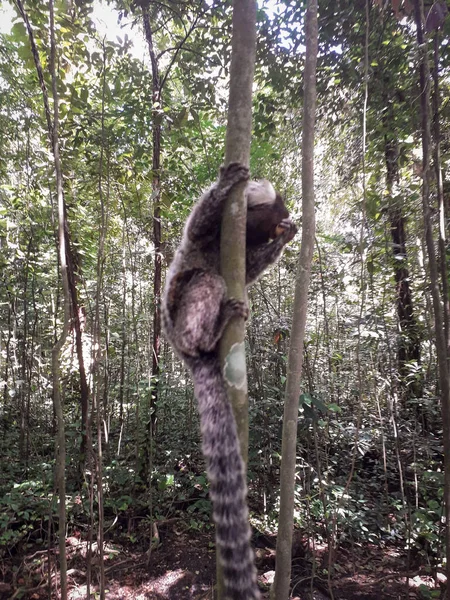 Young monkey hanging in a tree at Botanic Garden, Recife, Brazil — Stock Photo, Image