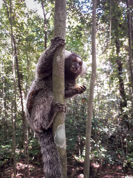 Macaco jovem pendurado em uma árvore no Jardim Botânico, Recife, Brasil — Fotografia de Stock