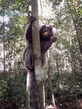 Botanik Bahçesi, Recife, Brezilya 'da bir ağaçta asılı duran genç maymun