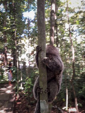 Botanik Bahçesi, Recife, Brezilya 'da bir ağaçta asılı duran genç maymun