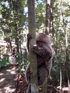Botanik Bahçesi, Recife, Brezilya 'da bir ağaçta asılı duran genç maymun