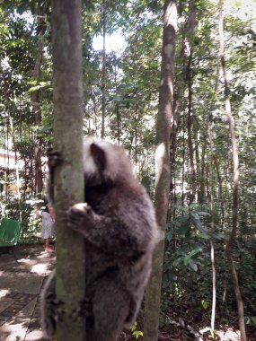 Botanik Bahçesi, Recife, Brezilya 'da bir ağaçta asılı duran genç maymun