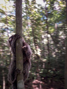 Botanik Bahçesi, Recife, Brezilya 'da bir ağaçta asılı duran genç maymun