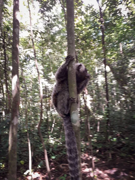 Młoda małpa wisząca na drzewie w ogrodzie botanicznym, Recife, Brazylia — Zdjęcie stockowe