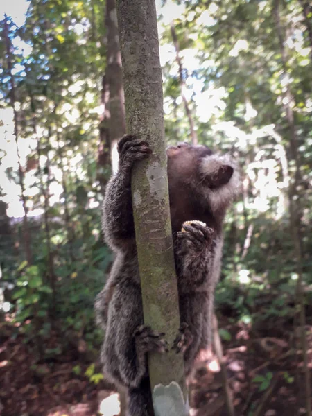 Young monkey hanging in a tree at Botanic Garden, Recife, Brazil — Stock Photo, Image