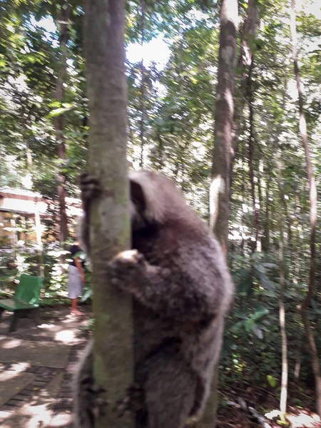 Młoda małpa wisząca na drzewie w ogrodzie botanicznym, Recife, Brazylia — Zdjęcie stockowe