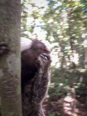 Botanik Bahçesi, Recife, Brezilya 'da bir ağaçta asılı duran genç maymun
