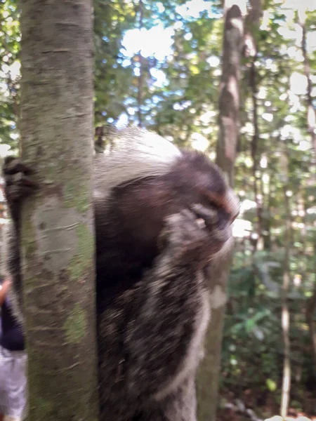 Молодая обезьяна висит на дереве в Ботаническом саду, Ресифи, Бразилия — стоковое фото