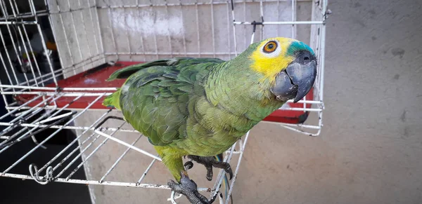 Papagaio do Brasil em gaiolas. Em Recife isso é comum. Aves típicas do Brasil . — Fotografia de Stock