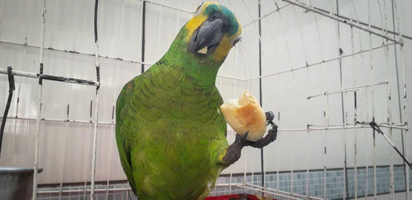 Papagaio do Brasil em gaiolas. Em Recife isso é comum. Aves típicas do Brasil . — Fotografia de Stock