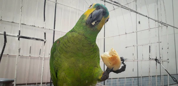巴西鹦鹉关在笼子里 在累西腓，这很常见。 巴西的典型鸟类. — 图库照片