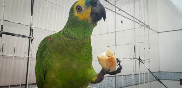 Pappagallo del Brasile in gabbie. A Recife questo è comune. Uccello tipico del Brasile . — Foto Stock