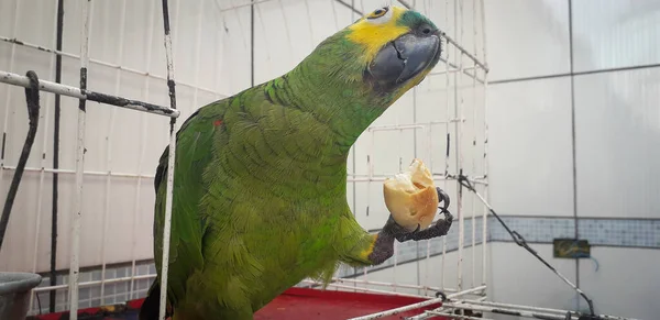 Papagaio do Brasil em gaiolas. Em Recife isso é comum. Aves típicas do Brasil . — Fotografia de Stock