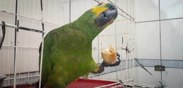 Pappagallo del Brasile in gabbie. A Recife questo è comune. Uccello tipico del Brasile . — Foto Stock