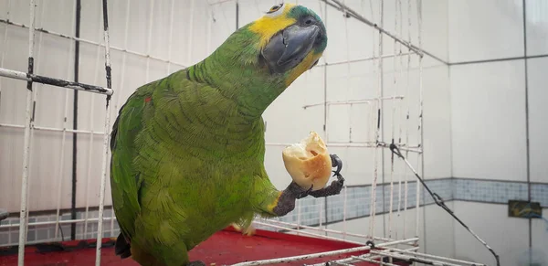 Papagaio do Brasil em gaiolas. Em Recife isso é comum. Aves típicas do Brasil . — Fotografia de Stock