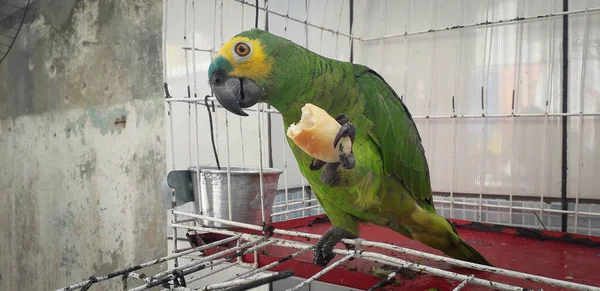 Papagaio do Brasil em gaiolas. Em Recife isso é comum. Aves típicas do Brasil . — Fotografia de Stock