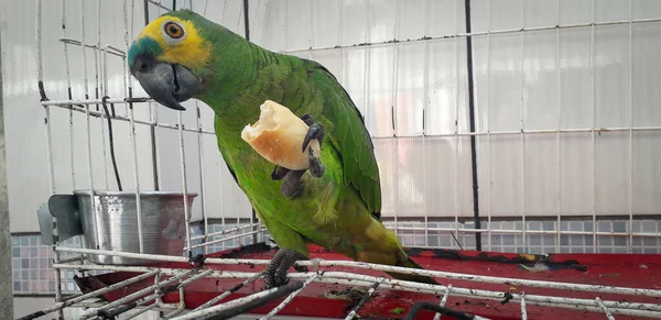 Loro de Brasil en jaulas. En Recife esto es común. Pájaro típico de Brasil . — Foto de Stock
