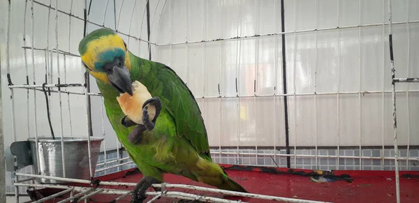 Papegaai van Brazilië in kooien. In Recife is dit gebruikelijk. Typische vogel van Brazilië. — Stockfoto