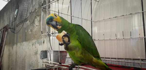 Papagaio do Brasil em gaiolas. Em Recife isso é comum. Aves típicas do Brasil . — Fotografia de Stock