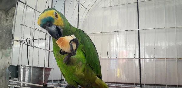 Pappagallo del Brasile in gabbie. A Recife questo è comune. Uccello tipico del Brasile . — Foto Stock