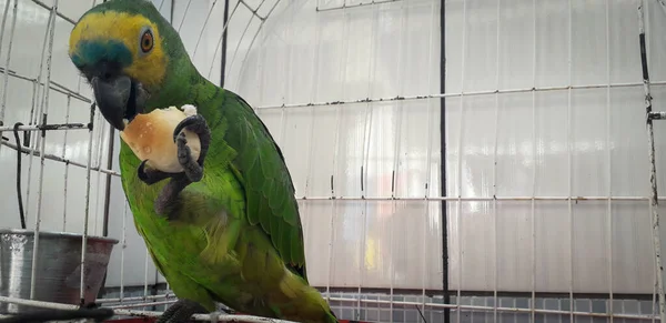 Papoušek z Brazílie v klecích. V Recife je to běžné. Typický brazilský pták. — Stock fotografie