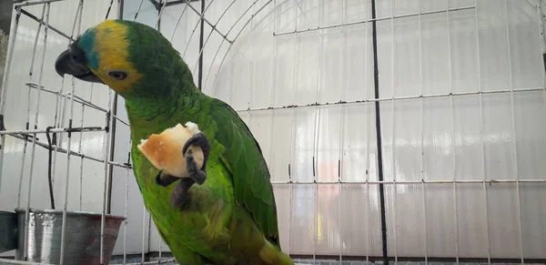 Papagaio do Brasil em gaiolas. Em Recife isso é comum. Aves típicas do Brasil . — Fotografia de Stock